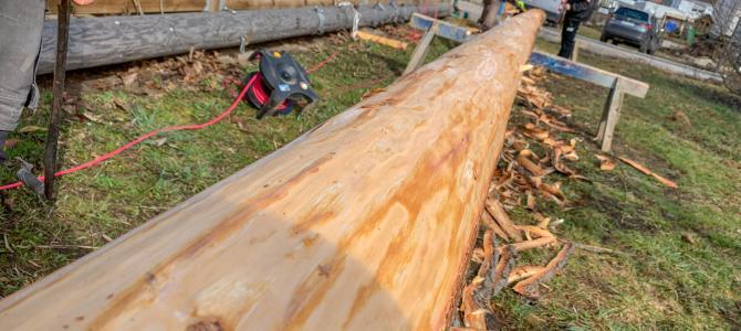 Maibaum wird vorbereitet